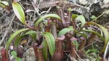 Semi nepenthes gracilis usato  Trappeto