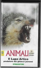 Lupo artico predatore usato  Torino