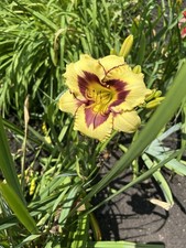 Day lilly yellow for sale  Cazenovia