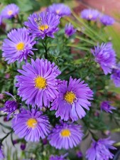 Aster michaelmas daisy for sale  TIPTON