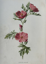 C.1880s botanical print for sale  TORRINGTON