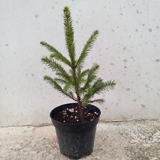 Abete rosso naturale usato  Parma