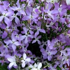 7500 seeds matthiola for sale  READING