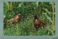 Postcard animals two for sale  Henderson