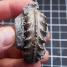 116gr pleuroceras ammonite d'occasion  Expédié en Belgium