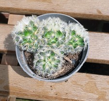 Mammillaria carmenae. young for sale  WAREHAM