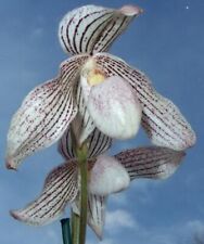 Paphiopedilum greyi kolokaping for sale  Fleming Island