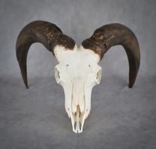 Real aoudad sheep for sale  Castle Rock
