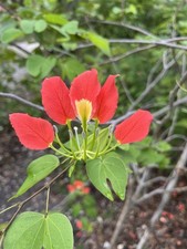 Ultra rare bauhinia for sale  Cape Coral