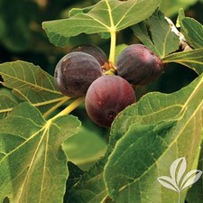 Fig tree rouge for sale  THORNTON-CLEVELEYS