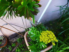Plantes aéoniums planter d'occasion  Saint-Cyprien