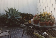 1980s patio plants for sale  Mission