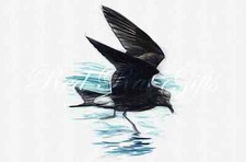 Drawing leach petrel for sale  UK