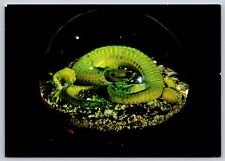 Salamander Paperweight France Corning New York Museum Glass Show 1978 Postcard na sprzedaż  Wysyłka do Poland