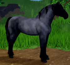Usado, Casaco raro Blue Roan Obsidian Percheron poleiro IUH ilhas de cavalo selvagem WHI comprar usado  Enviando para Brazil