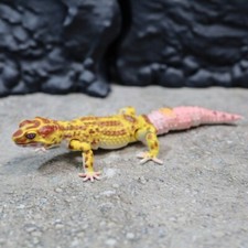 Bandai gashapon leopard usato  Spedire a Italy