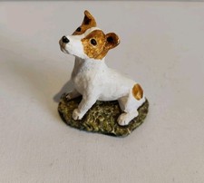 Jack russell dog for sale  NOTTINGHAM