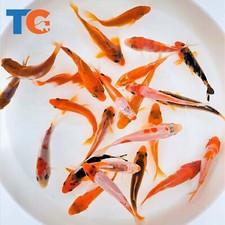 Orangesicle koi fish for sale  Martinsville