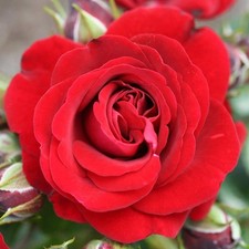 Patio rose ruby for sale  UK