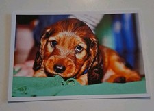 Ausl dackel postkarte gebraucht kaufen  Hamburg
