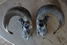Stained sheep skull for sale  Loveland