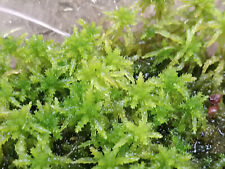 Gemischtes sphagnum moos gebraucht kaufen  Hilden