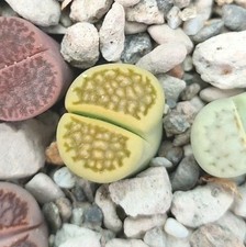 Lithops sassi viventi usato  Ragalna