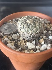 Pelecyphora strobiliformis roo for sale  Shipping to United Kingdom