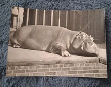Tier postkarte 1967 gebraucht kaufen  Hamburg