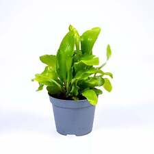 Asplenium nidus birds for sale  BRISTOL