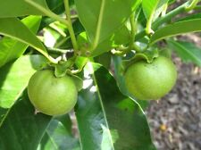 White sapote tropical for sale  Norwalk