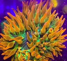 Rainbow bubble bubble for sale  Huntington