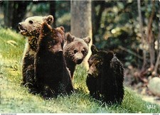 Animaux ours réserve d'occasion  Fruges