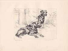 1930 labrador retriever for sale  BIDEFORD