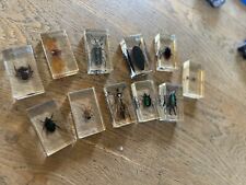 Taxidermy real bugs for sale  HORSHAM