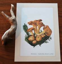 Pfifferling cantharellus cibar gebraucht kaufen  Bad Oldesloe