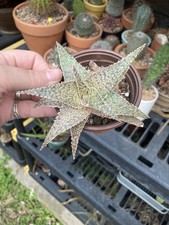 aloe vera 7 5 pot for sale  Houston