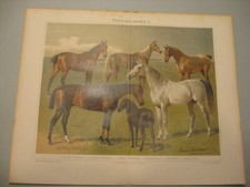 bilder anatomie gebraucht kaufen bilder anatomie gebraucht kaufen Uetze