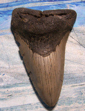 huge megalodon tooth for sale huge megalodon tooth for sale Hinesville