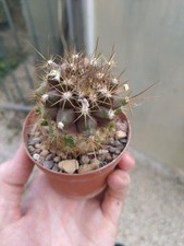Copiapoa humilis. pot usato  Civitanova Marche