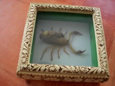 Insekten samlung skorpione gebraucht kaufen  Bohmte
