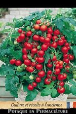 Tomate cerise naine d'occasion  Bourthes