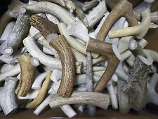 Shed deer antler for sale  Fort Scott