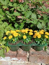 Chrysanthemum bud flower for sale  GRIMSBY