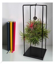 Tillandsia magic ball gebraucht kaufen  Bensheim