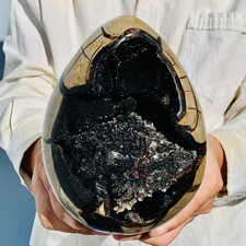 5.72lb natural turtle for sale  Burlington