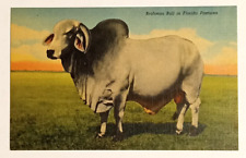 Brahman bull cattle for sale  Saint Petersburg