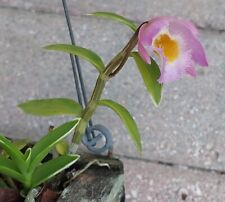 Dendrobium loddigesii variegat for sale  Loxahatchee