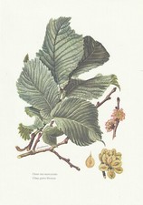 Planche histoire naturelle d'occasion  Aimargues
