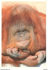 Animaux singes orang d'occasion Animaux singes orang d'occasion  Fruges